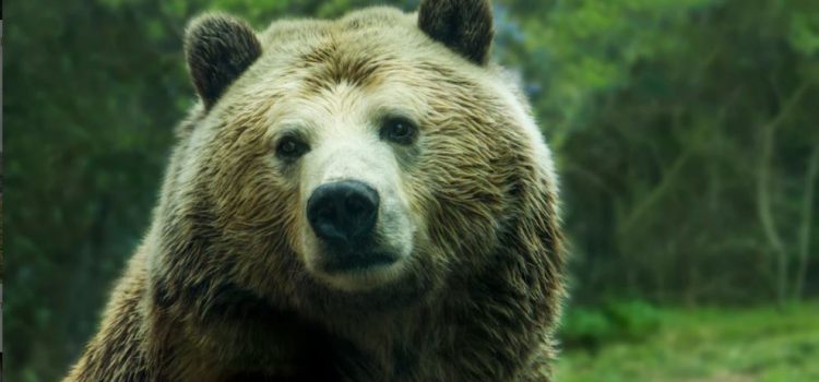 Is 2023 a Bull or Bear Market? It Depends on Who You Ask Is 2023 a Bull or Bear Market? It Depends on Who You Ask