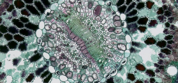 How Is a Cell Made? Reverse-Engineering the First Cell How Is a Cell Made? Reverse-Engineering the First Cell