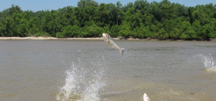 The Cost of Invasive Species Is Growing With Climate Change The Cost of Invasive Species Is Growing With Climate Change