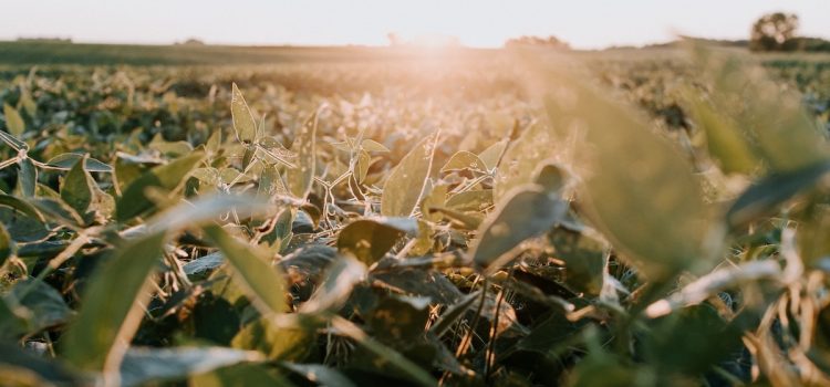 A soybean field with crops.