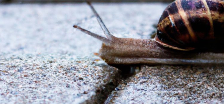 A snail crossing a crack in the ground, representing a "slow but steady" mindset.