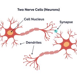 A diagram of two neurons with cell nucleus, synapse, and dendrites illustrate what happens inside cortical columns