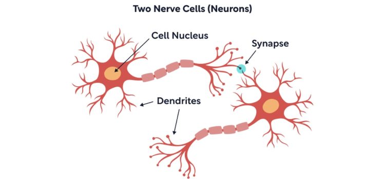 How Cortical Columns Act as Mini-Brains (and Could Inform AI) A diagram of two neurons with cell nucleus, synapse, and dendrites illustrate what happens inside cortical columns