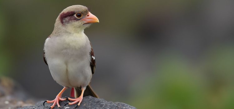 2 Steps of Evolution: Daniel Dennett on the Evolutionary Algorithm A finch perched on a rock illustrates the two steps of evolution in Darwin's theory
